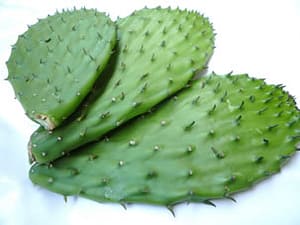 The Nopal Cactus
